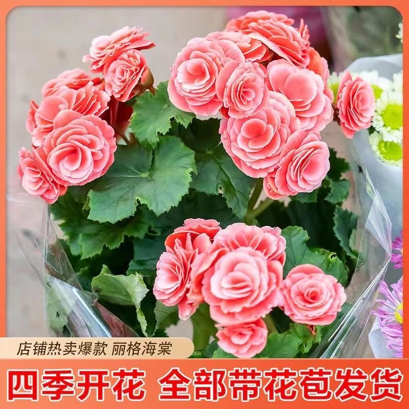 四季开花重瓣丽格海棠玫瑰海棠带花室内盆栽花卉阳台