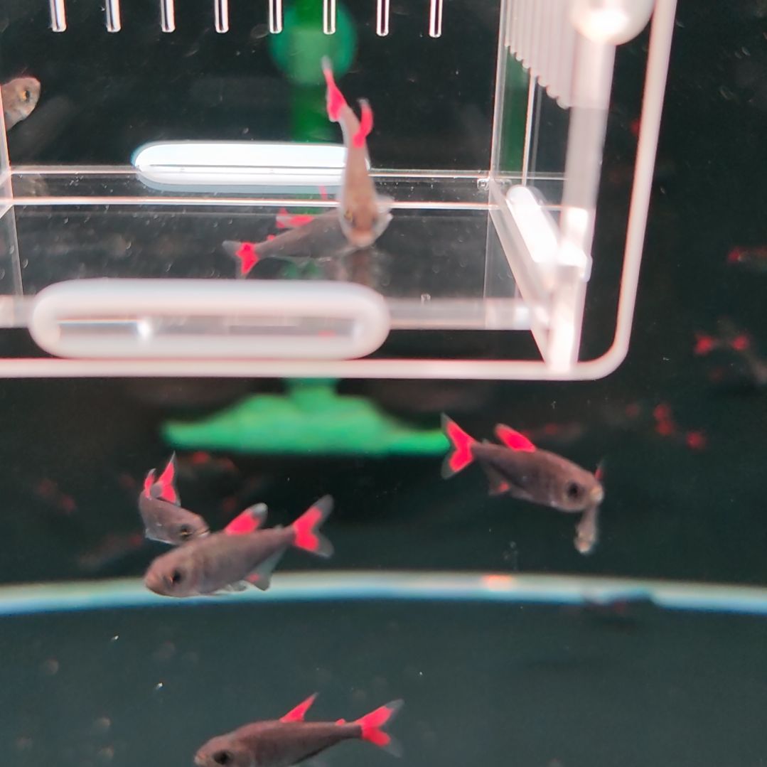 灯科鱼精选灰太狼