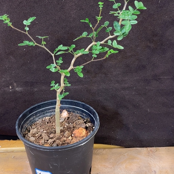 汤圆植物滔天橄榄