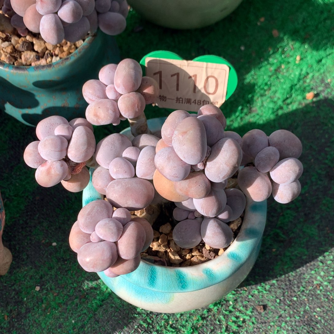 烟美人老桩无砍1110