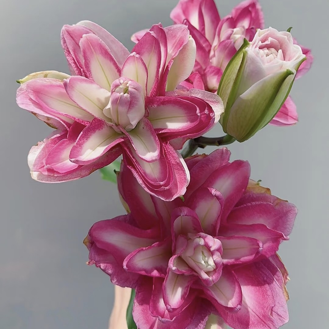 莲花美景重瓣香水百合（拒收不售后）