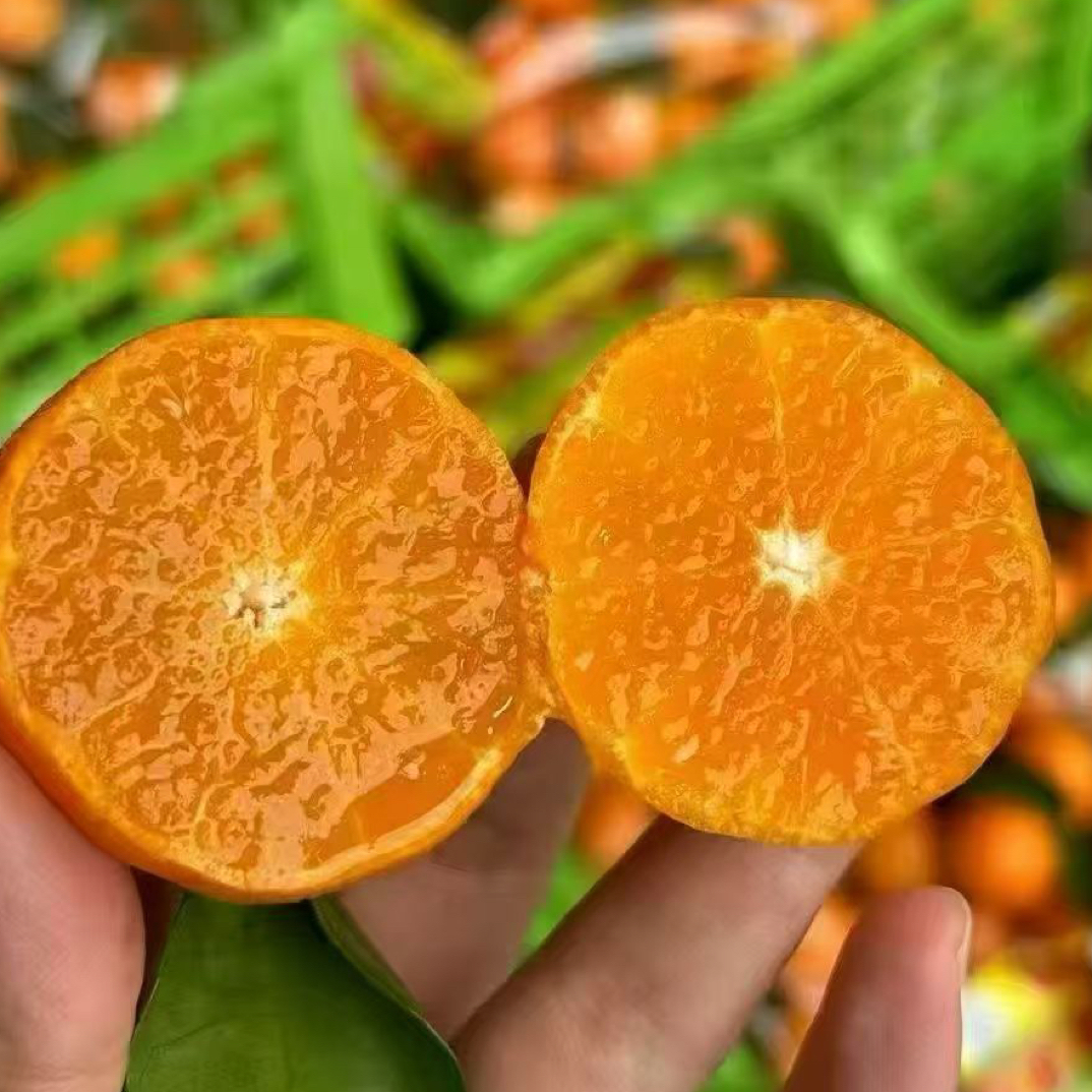 广西砂糖桔39元五斤广西壮族自治区