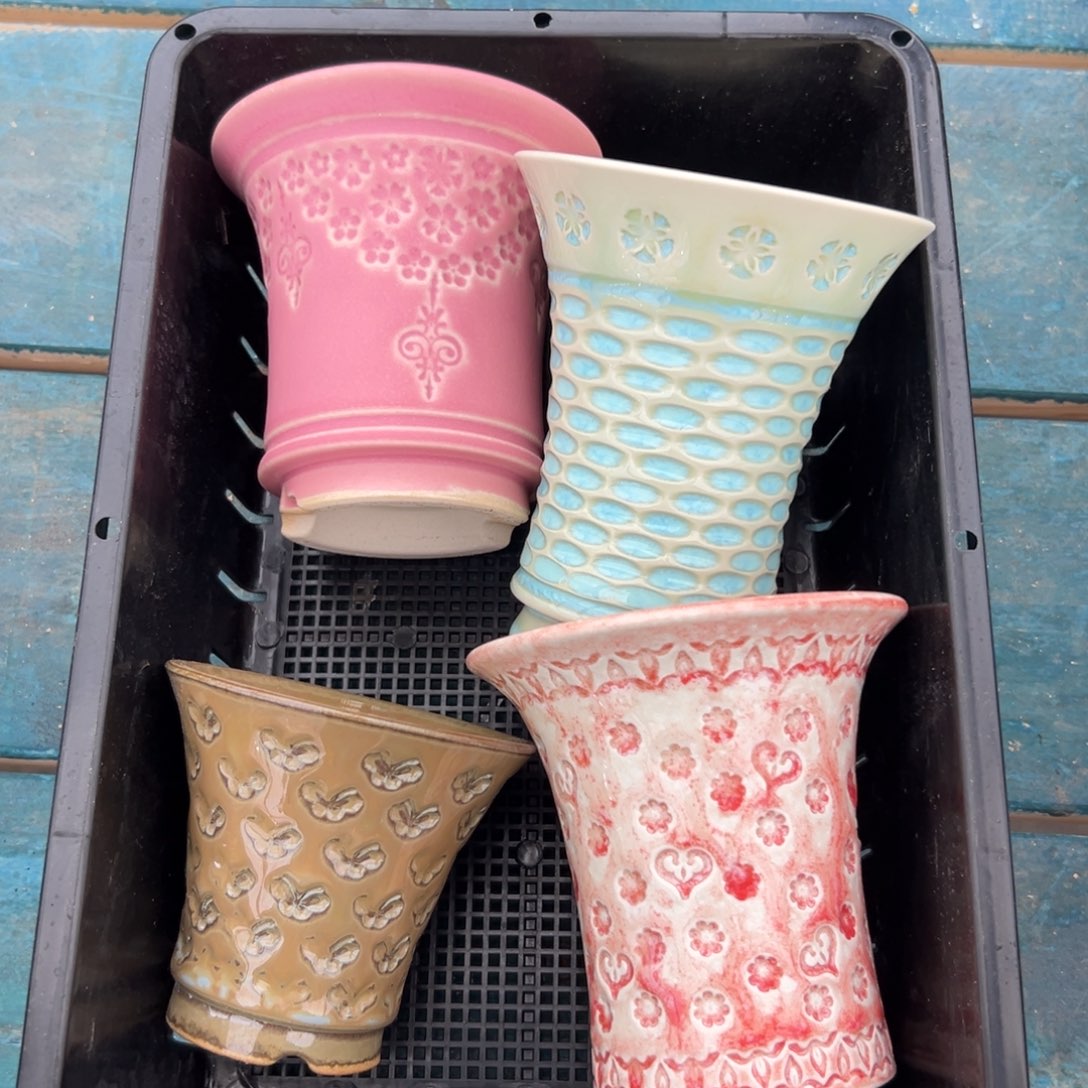 多肉精选编号0116.43