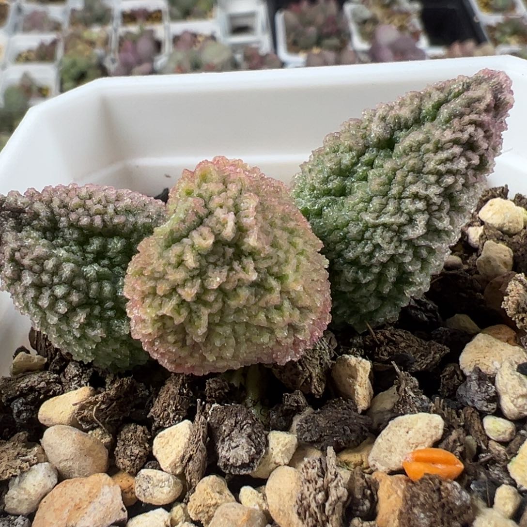 实生新品单头纯木质桩多肉