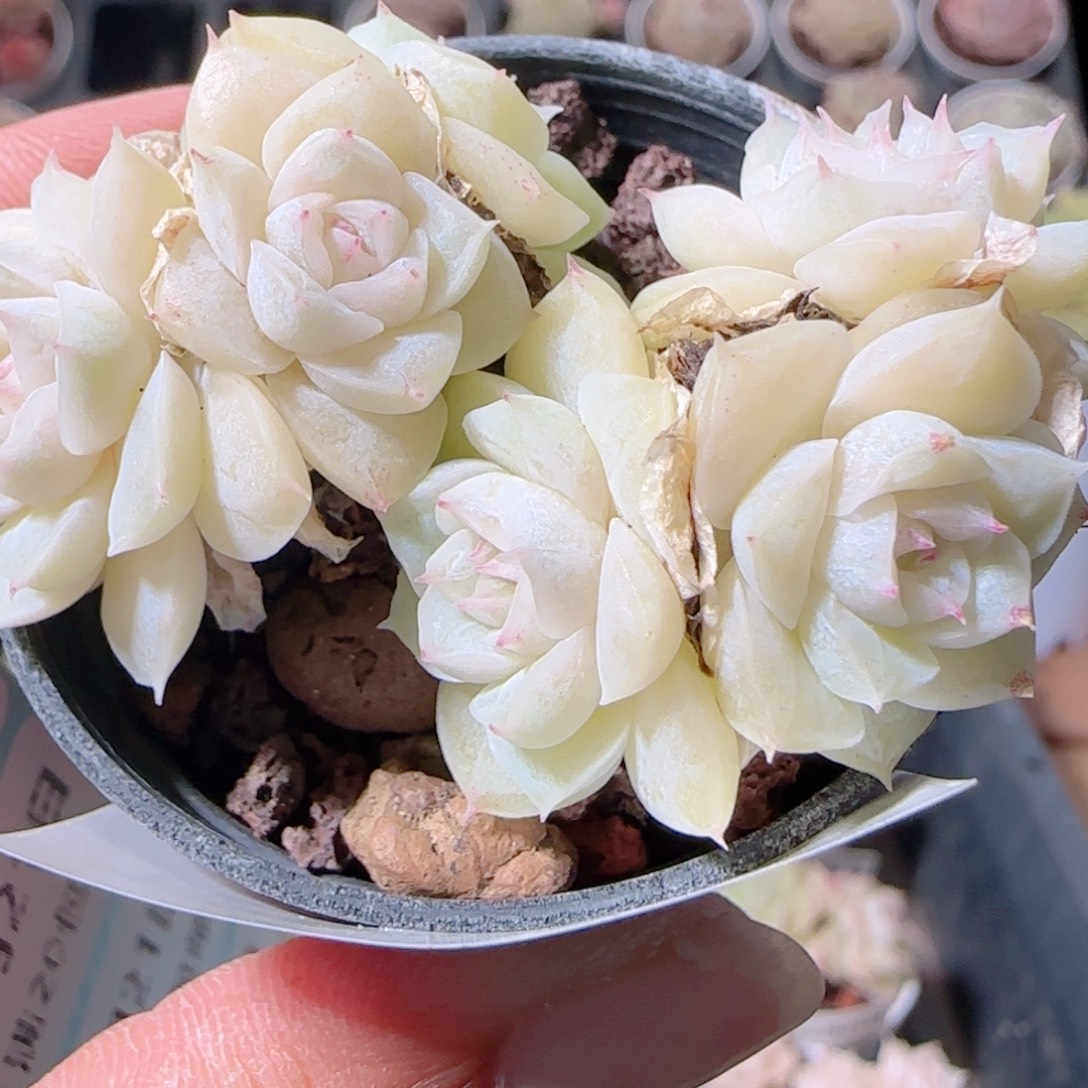 花语多肉1221-125散