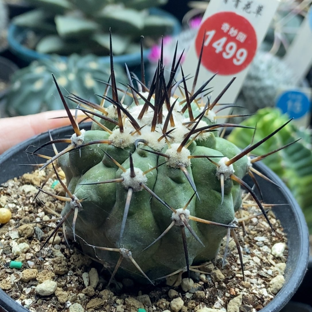 自根狂刺黑王丸5.2cm