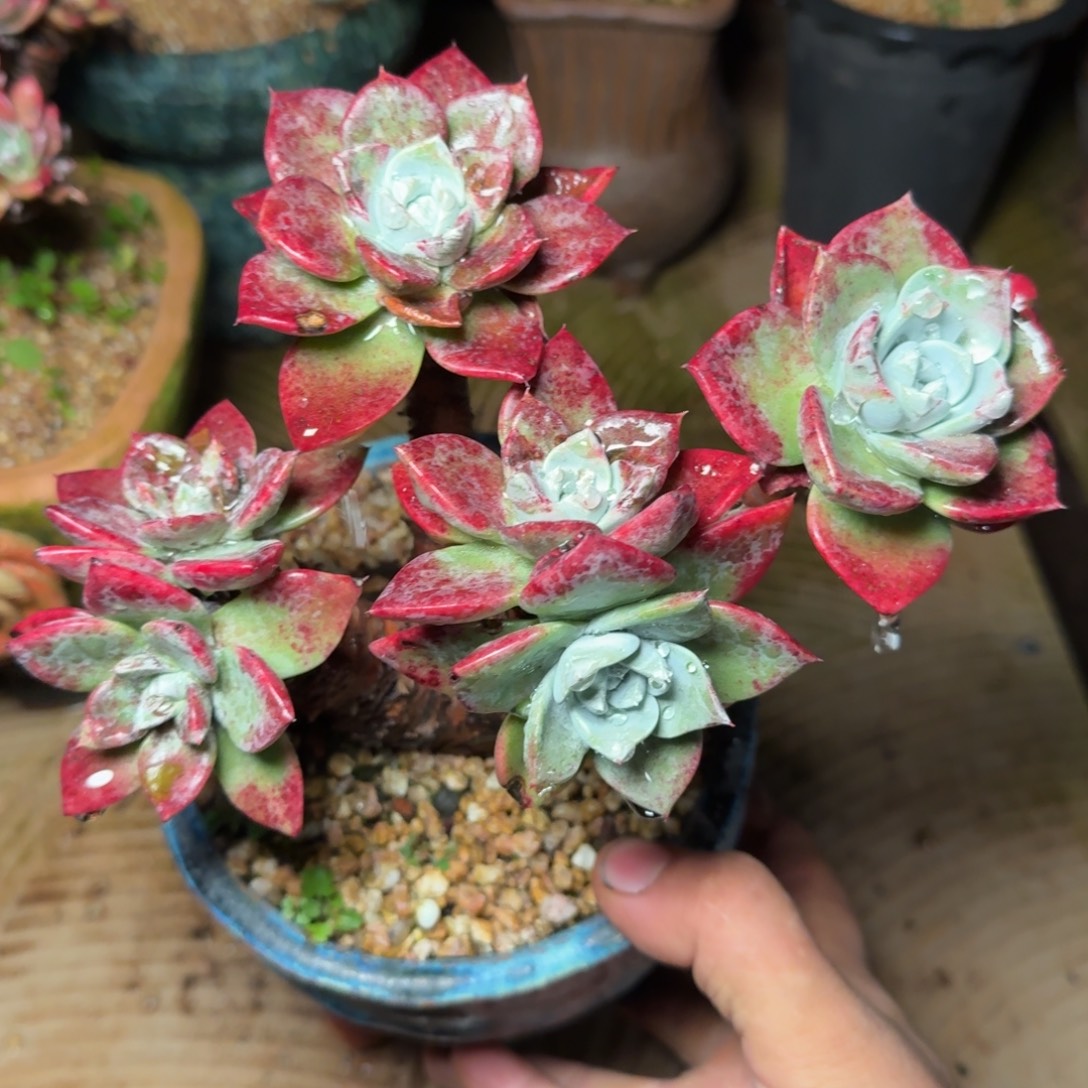 6887贝拉苹果叶多肉