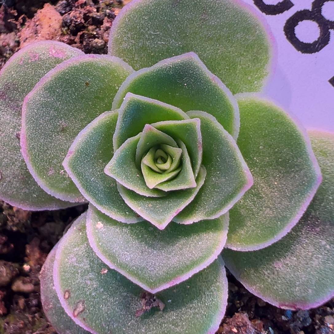 八***风陈陈816绝色一号