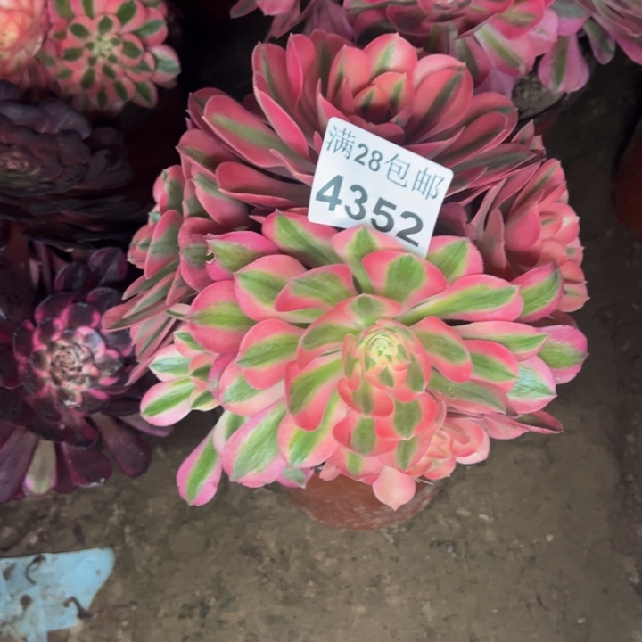 4352女巫多肉植物