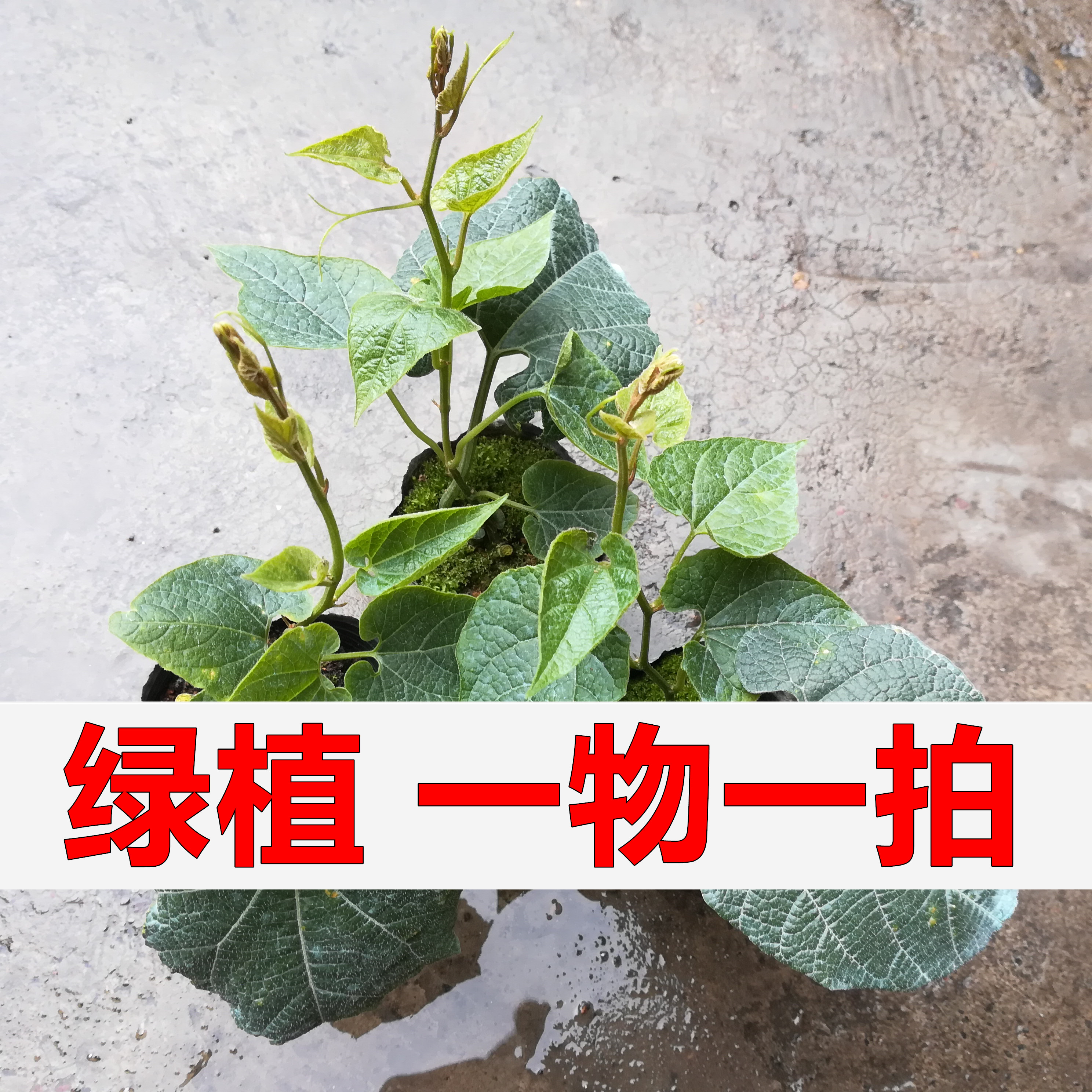 绿植盆栽地栽（昌）创意老桩枝条素材赤楠桂花玫瑰等（核对地址）