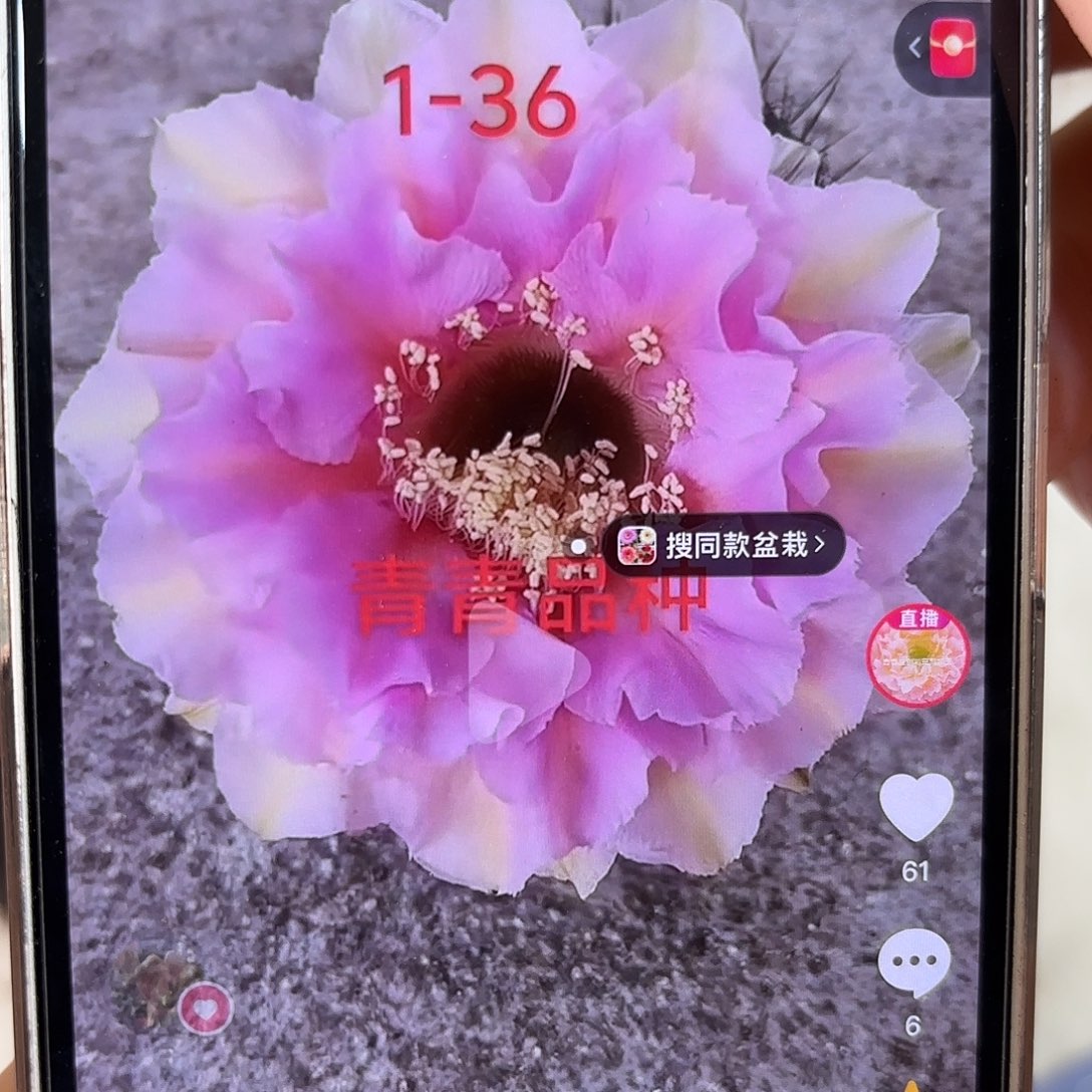 彩草1-36号8.5-9公分左右