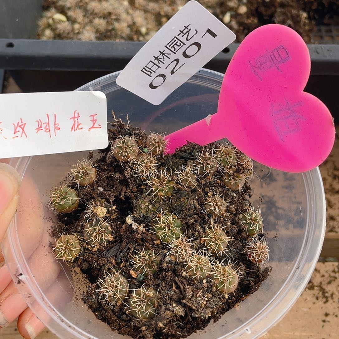 量拍多肉植物多肉植物201