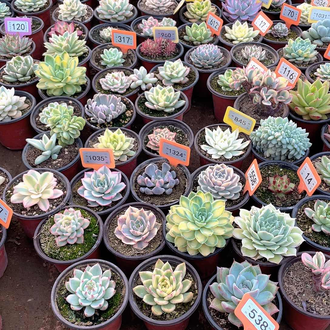 星***愿538号两个一组多肉