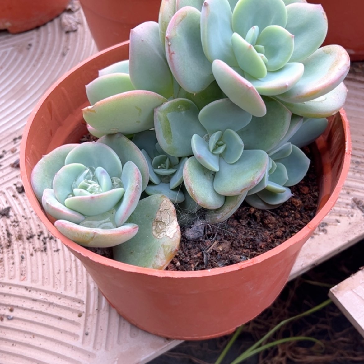 【闪购商品】无花朵暴****妮