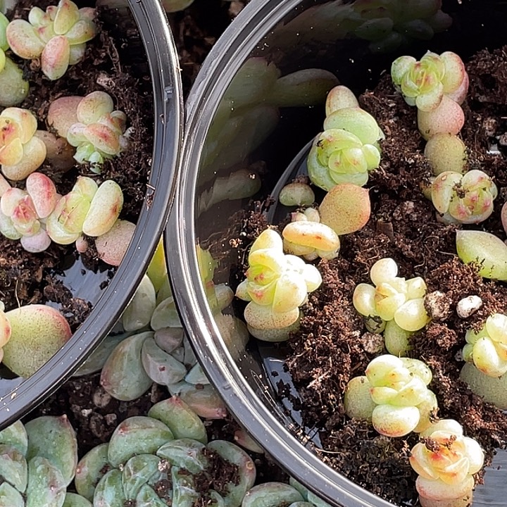 布***辣OTO多肉切糕优选dy2217