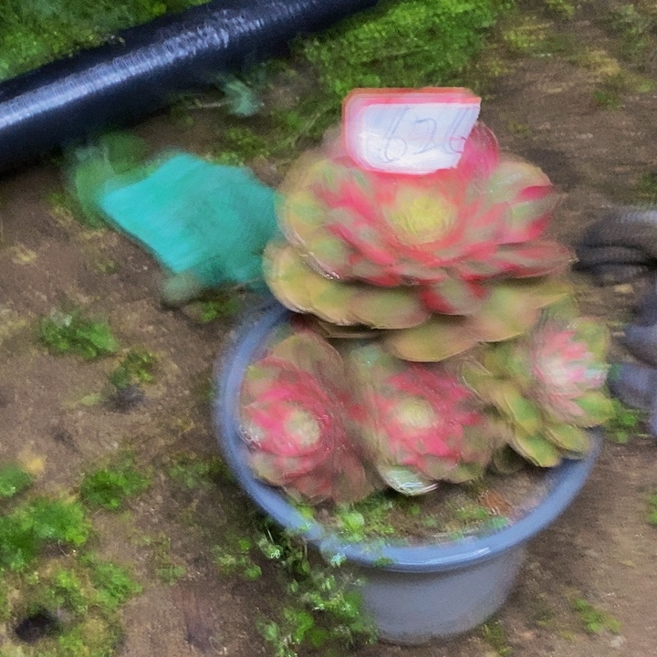 T***t倾城老桩捧花626号