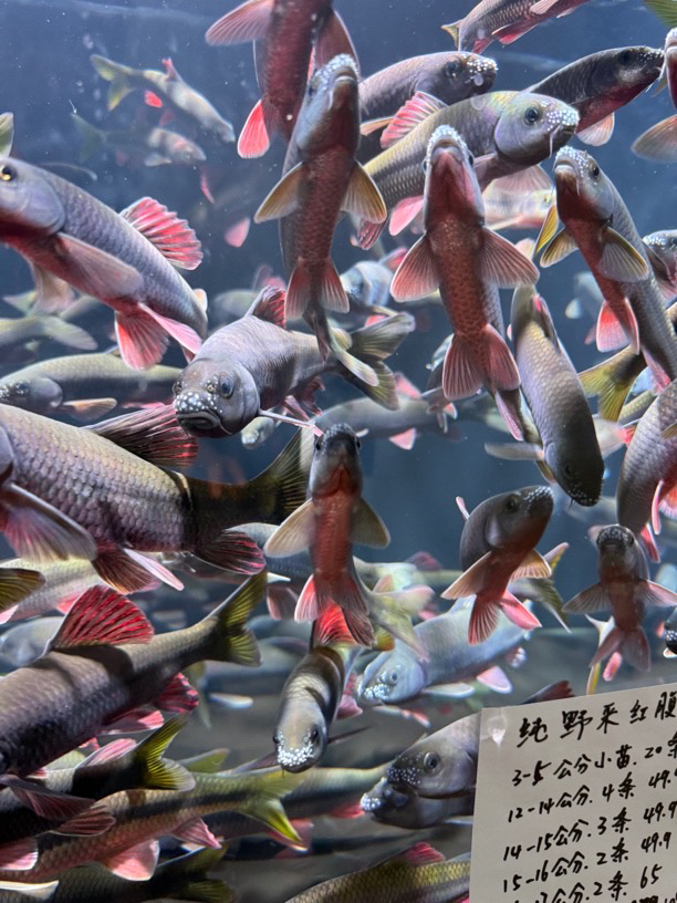 浙江红腹溪石斑鱼，活体溪石斑，冷水鱼，原生鱼，溪石斑，红鳍光唇鱼