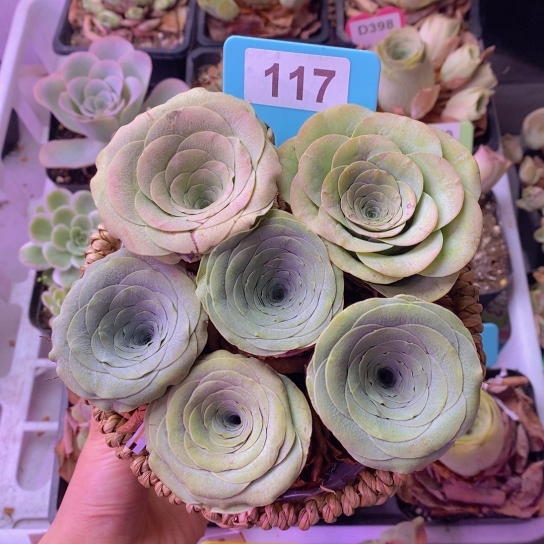 花朵脸花篮117 6颗裸根发