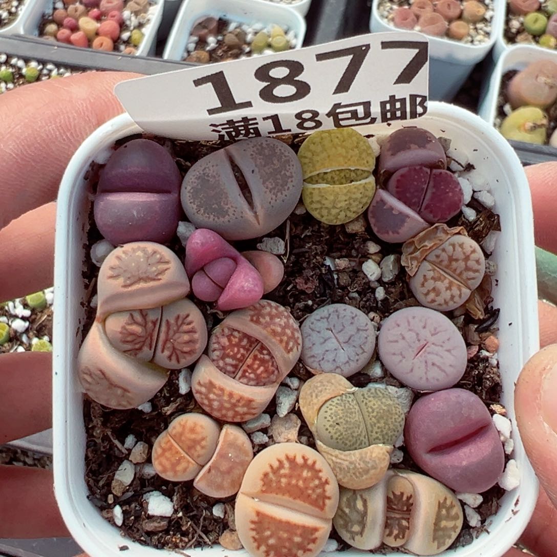 【闪购商品】1877……