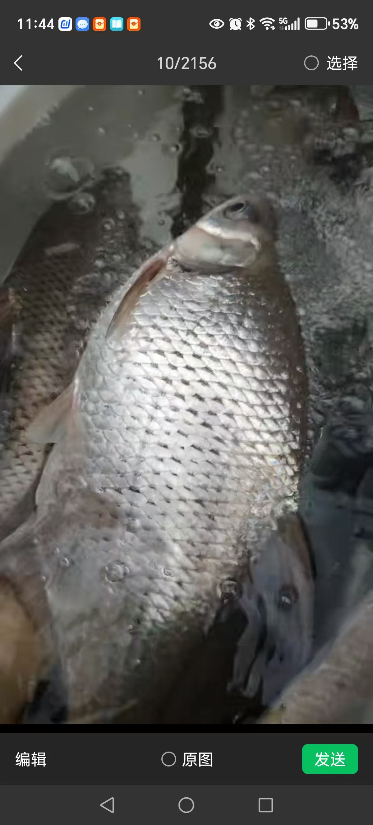 西江淡水野生3条翘嘴