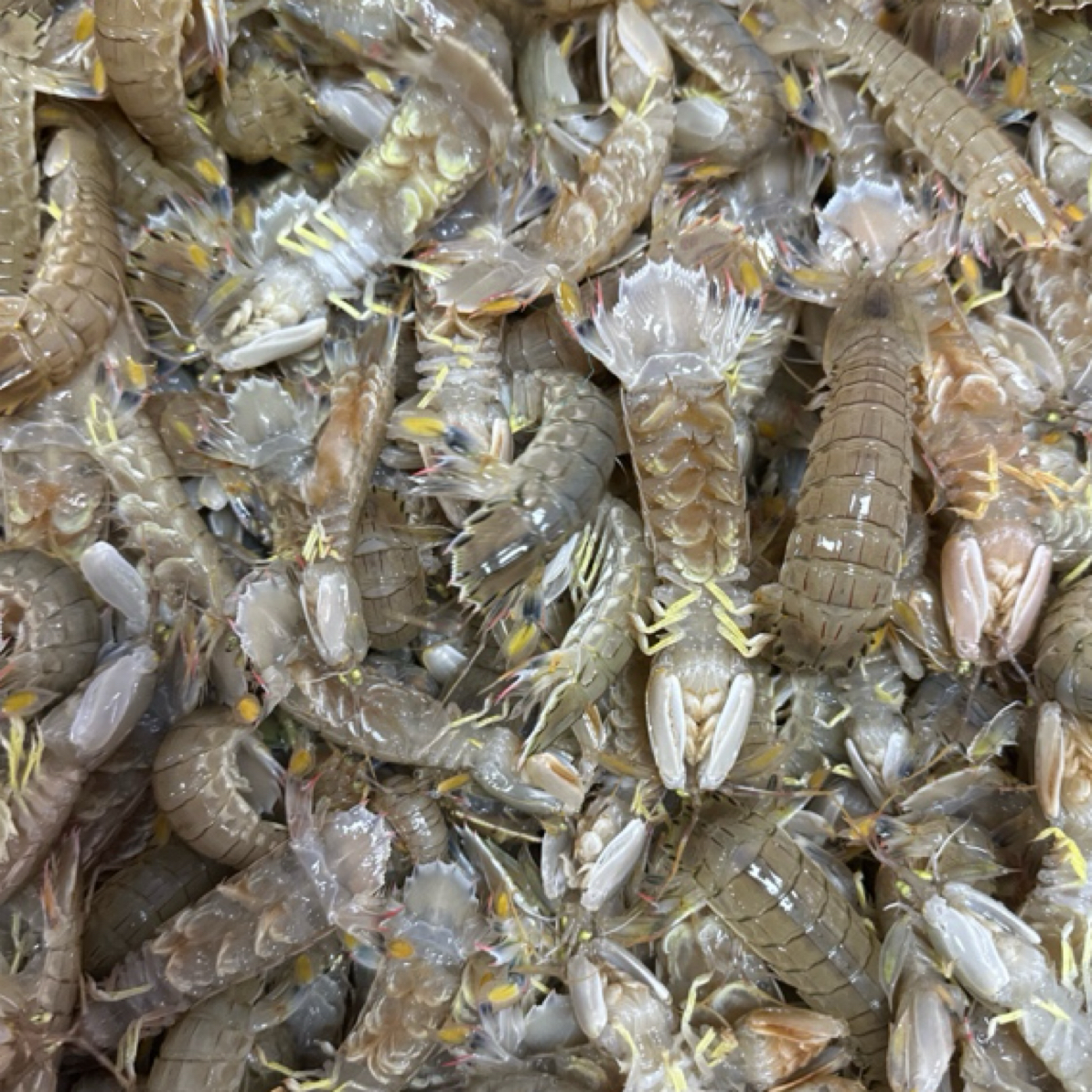 二界沟新鲜虾爬子皮皮虾三斤59.9顺丰冷链发货