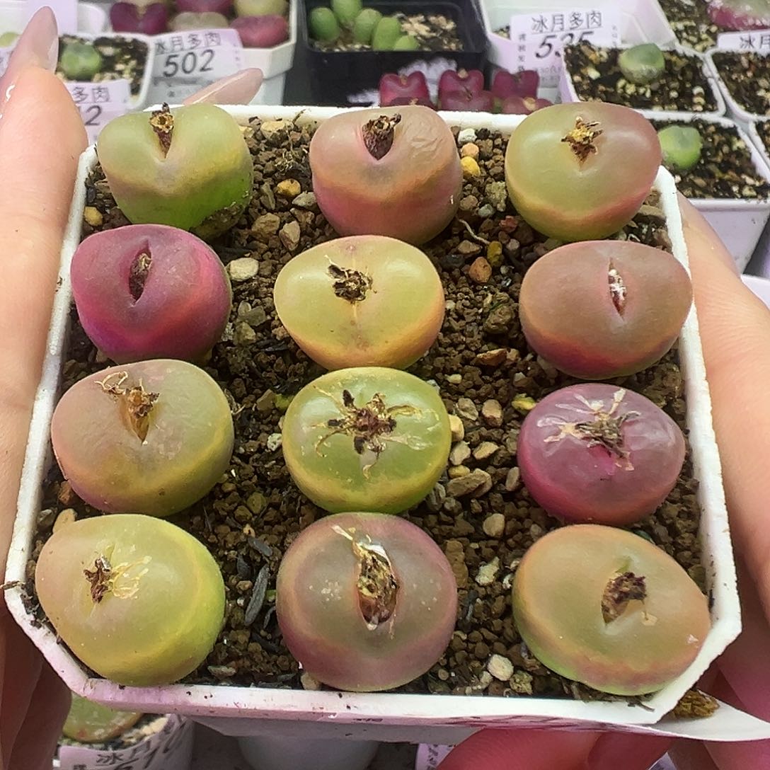 545毛汉尼裸根发货