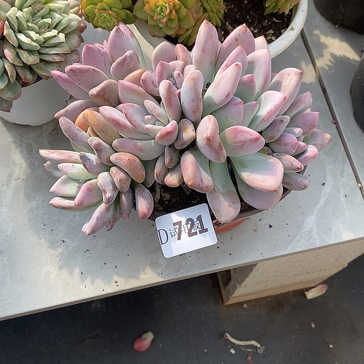 蛋***姥721奥普多肉植物多肉