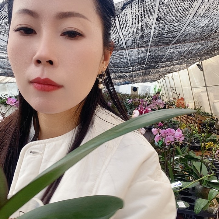 无花朵粉冠军蝴蝶兰