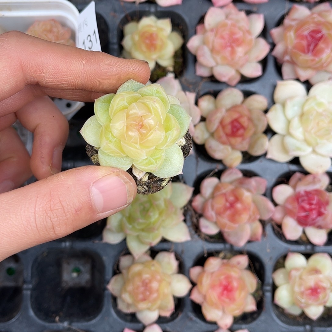 多肉一物一拍30-132