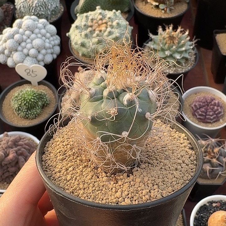 长城丸仙人球1234