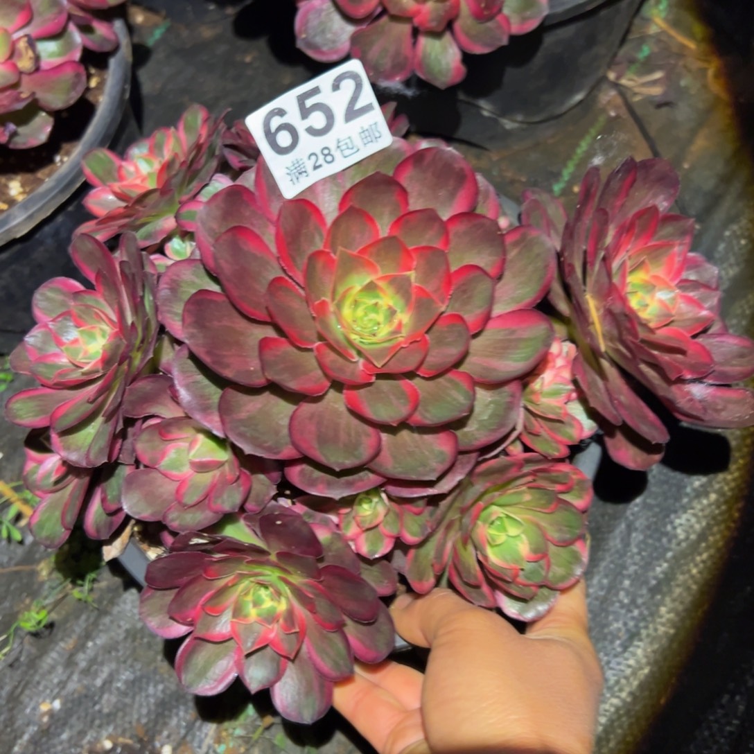 多肉植物652纳福的