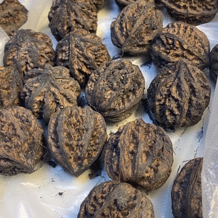 用***6文玩核桃吊坠东北特产247