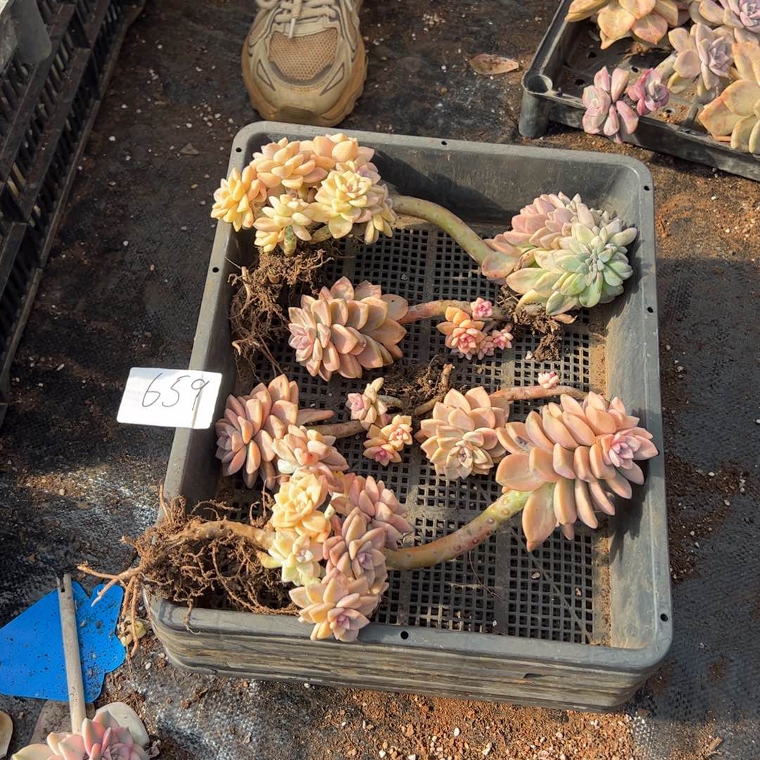 659淡雪锦老桩单头多肉