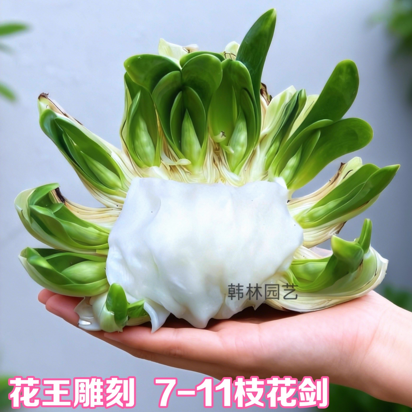 【花王雕刻7-11花苞】漳州水仙花已刻好带花苞单瓣重瓣水培年宵花