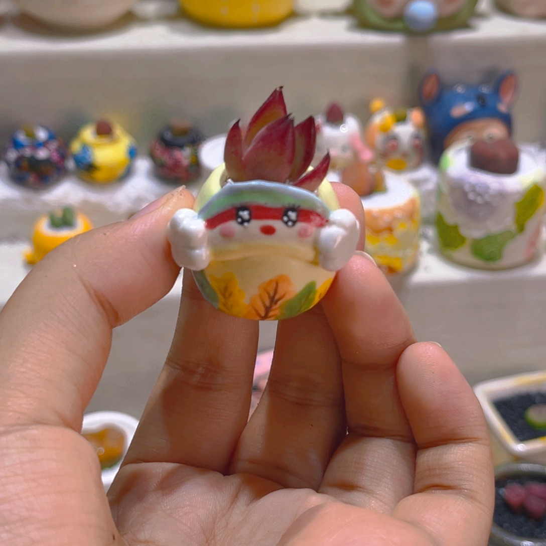 020高端多肉带盆带土手工盆