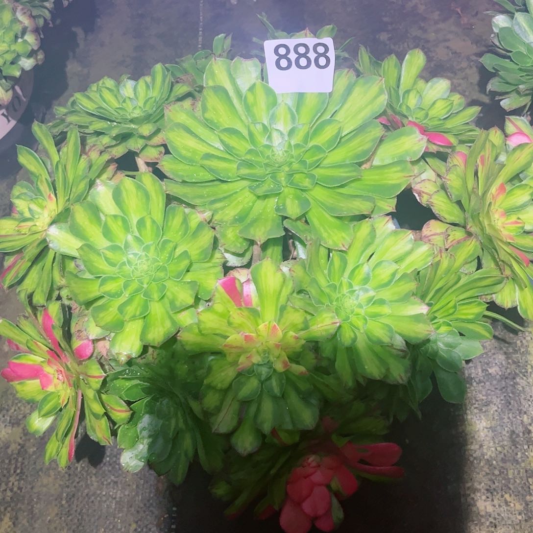 无花朵幸****肉多肉植物知否888
