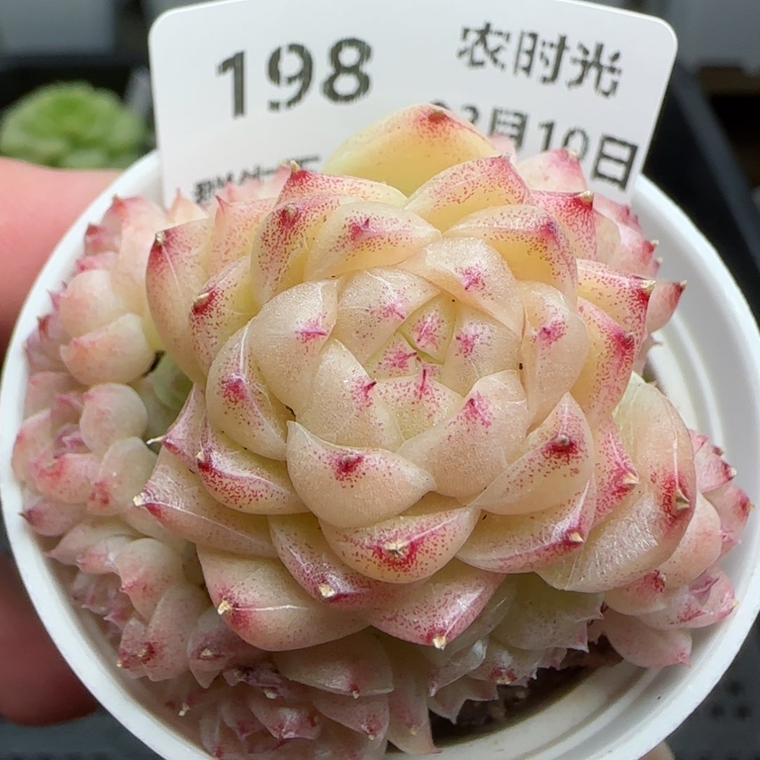 0210-198包子麦秆