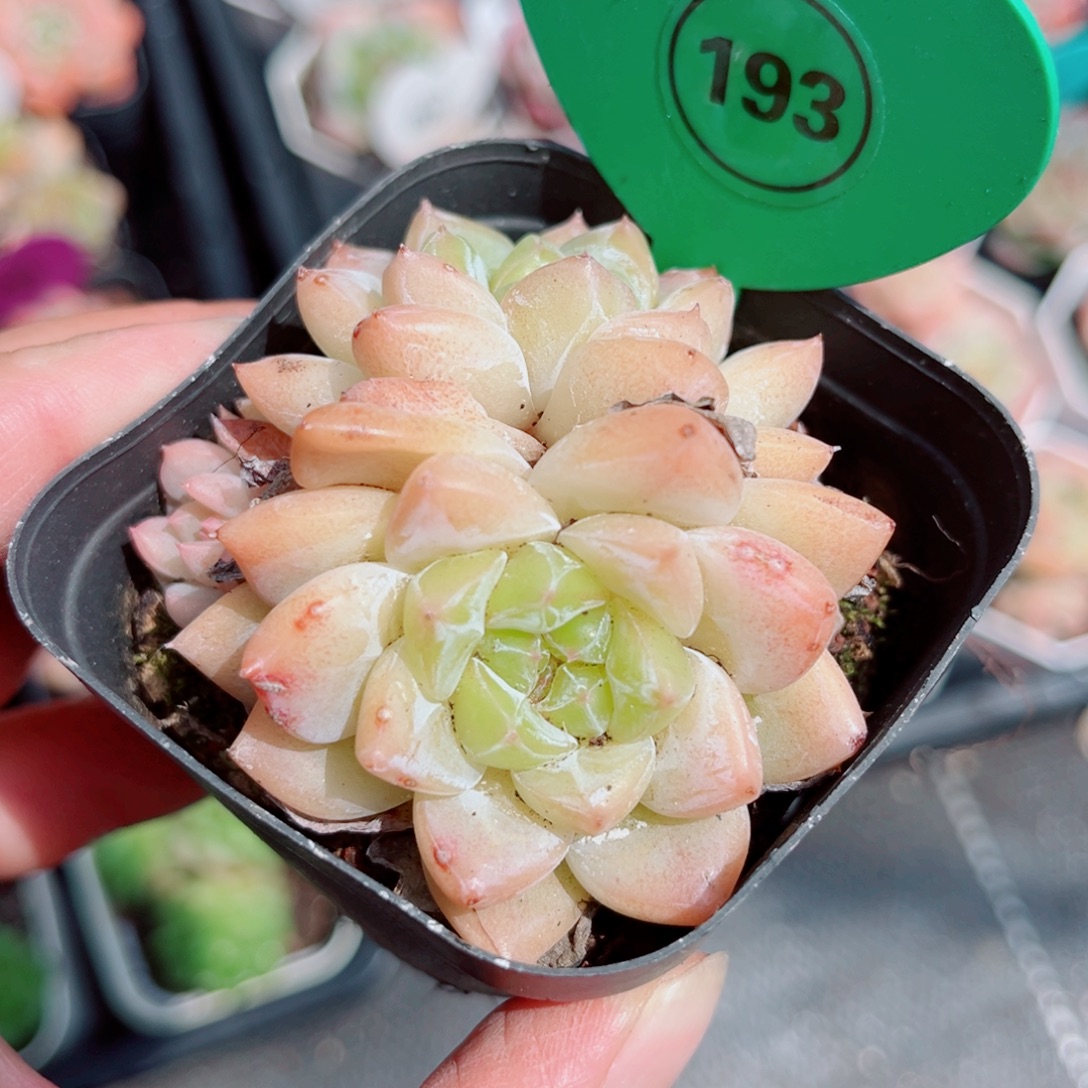 风靡园艺看着糖心双头