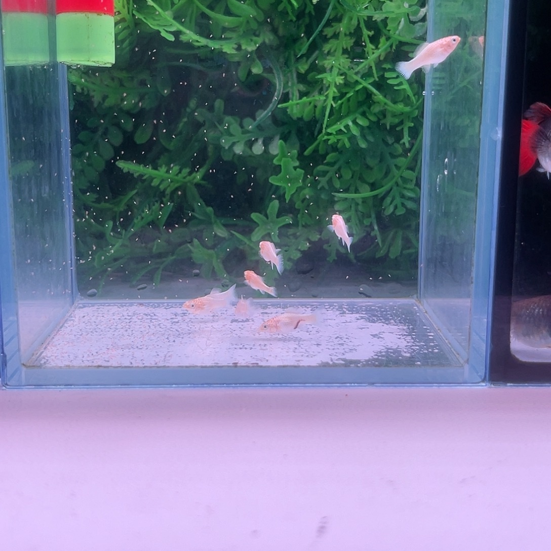 黑玛丽鱼135号玛丽苗子8+2备损