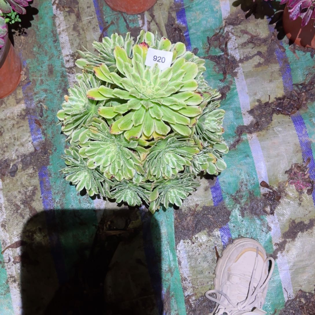 碧浪法师多肉920