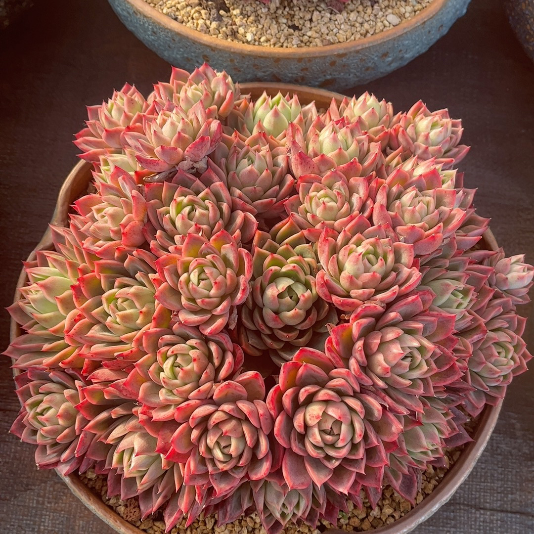 精品多肉一物一拍链接