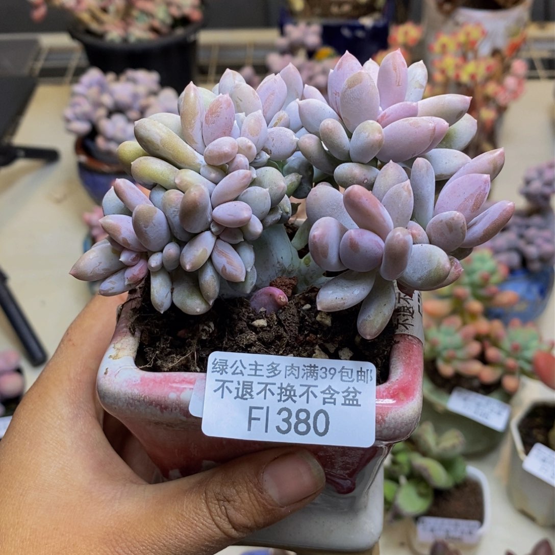 380屁桃奶酪缀多肉8c m