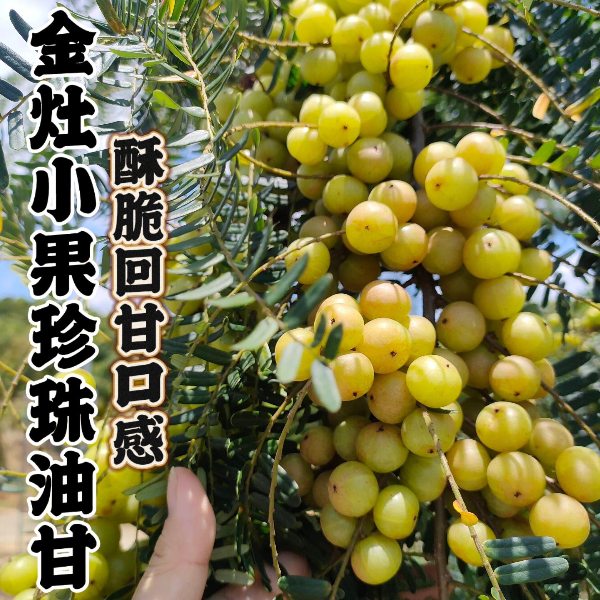 两斤实重金灶小果珍珠油甘 酥脆回甘生吃榨汁煲汤榨汁油甘果