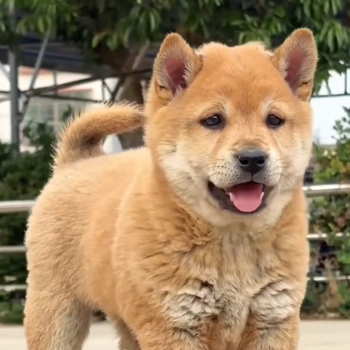蚊子中华田园犬活体幼犬广西柳州发货