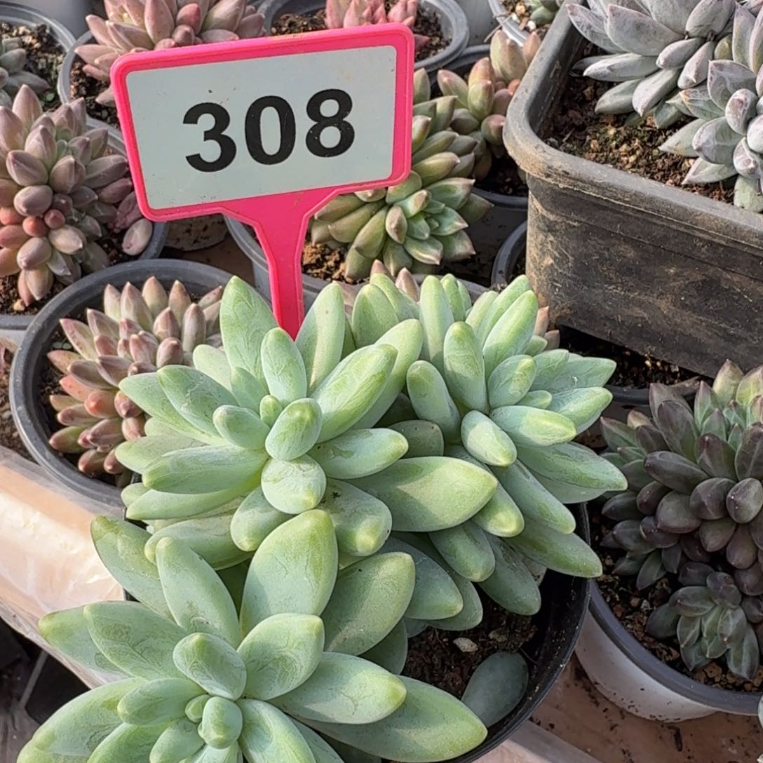 多肉植物啊蒂斯托308