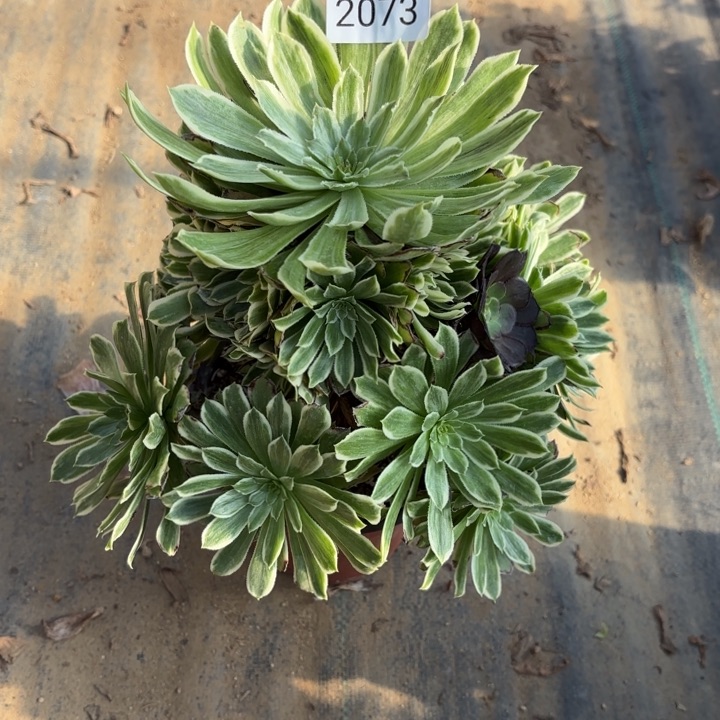 碧浪多肉法师2073