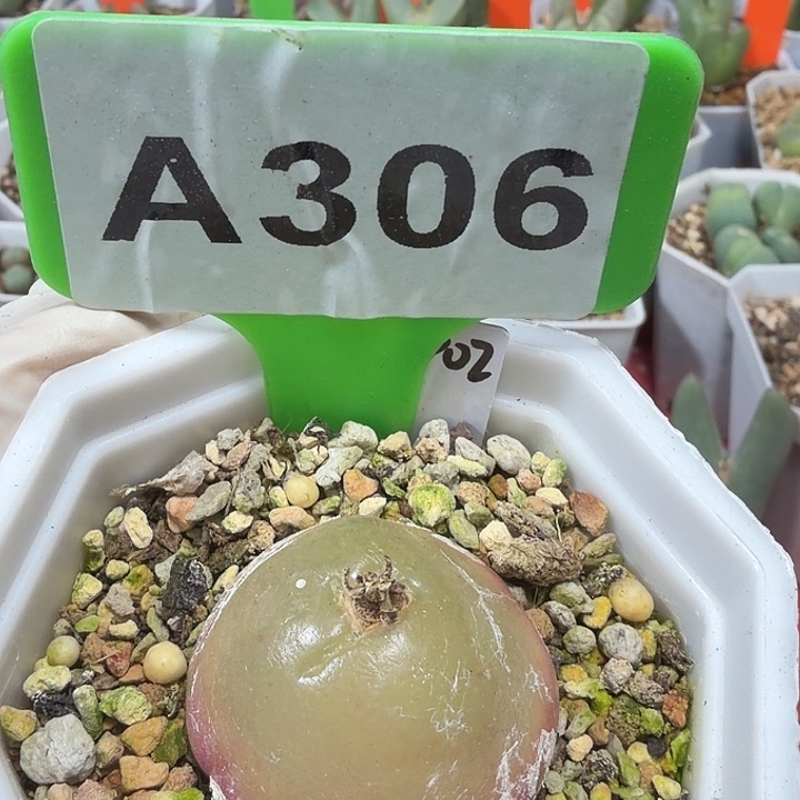 306mmnmnnnnnnnnbnbbb