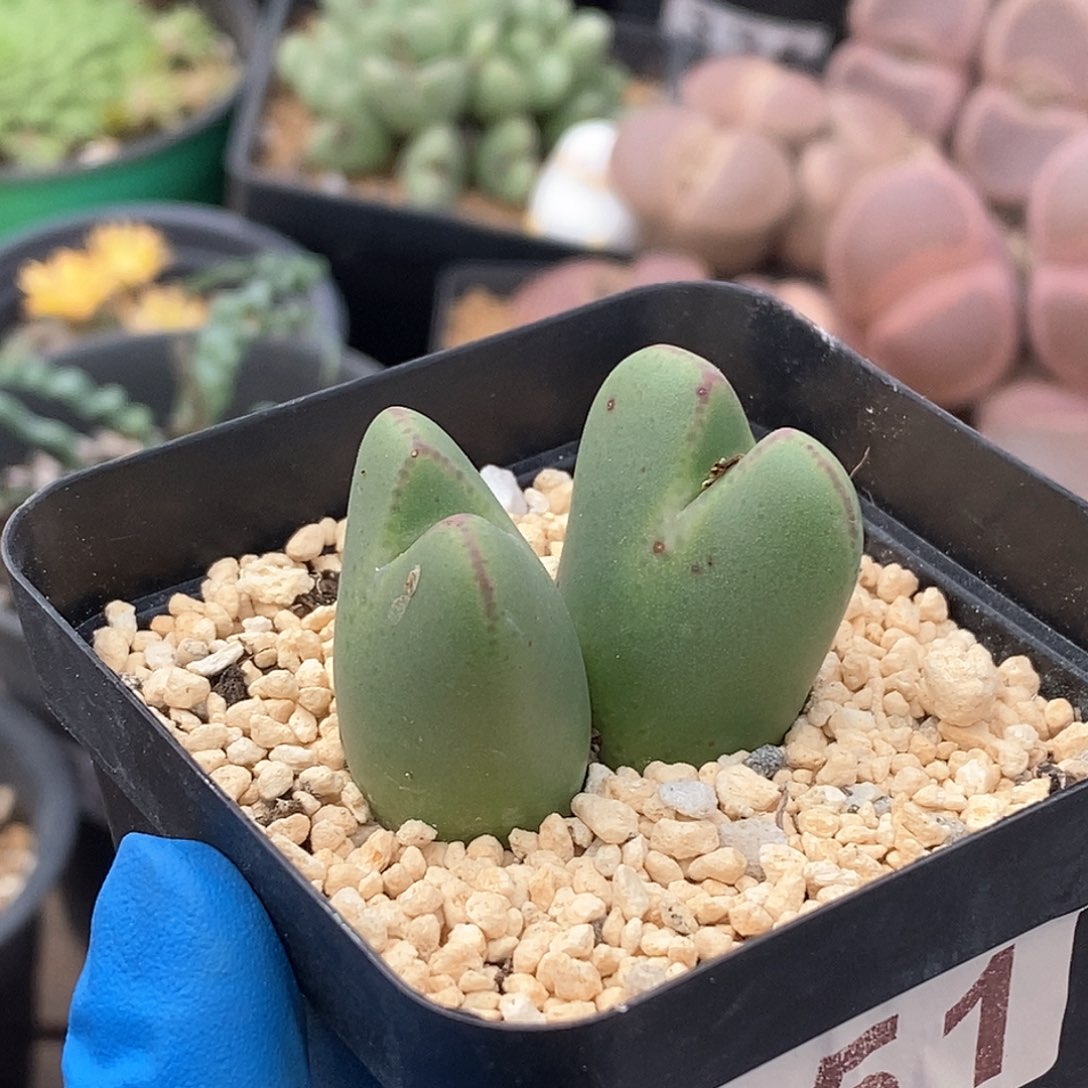 451 大体少将 带盆土