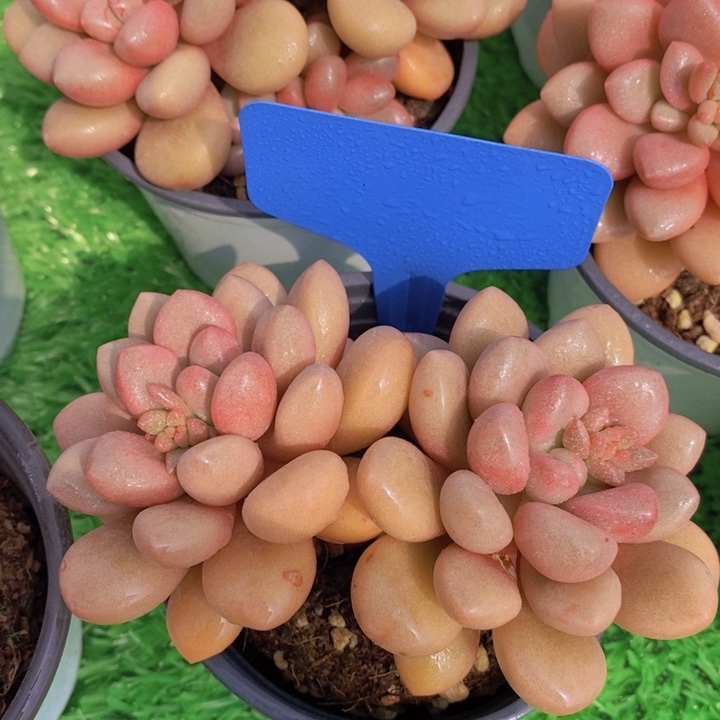 多肉植物，开心多肉