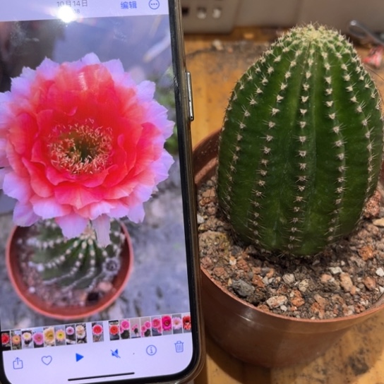 金刚1号6公分左右多变花